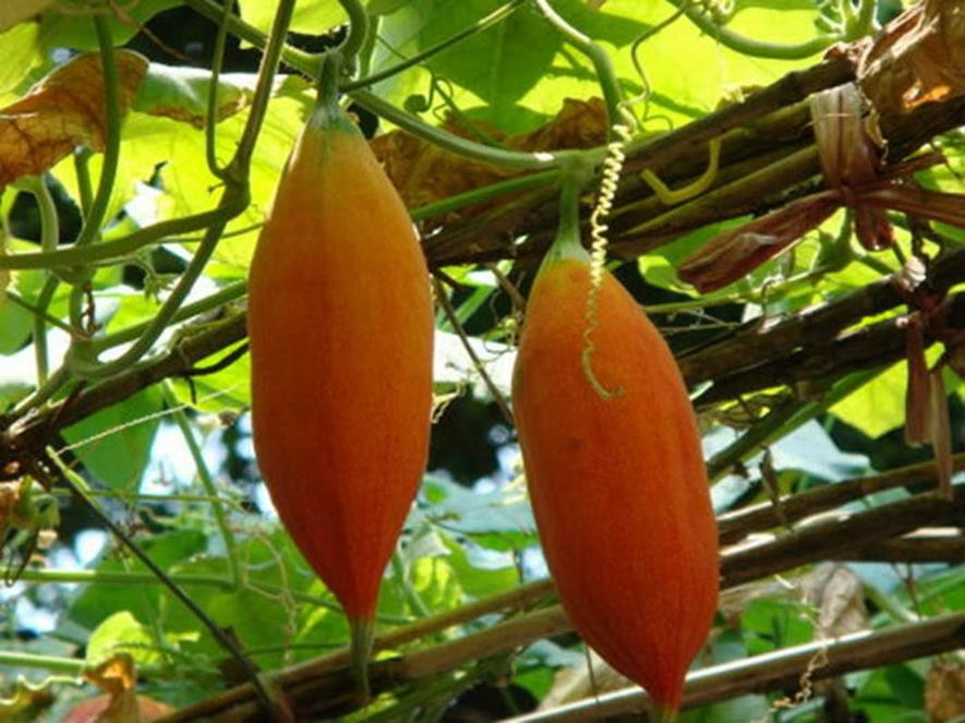 百种水果,100种果子大全