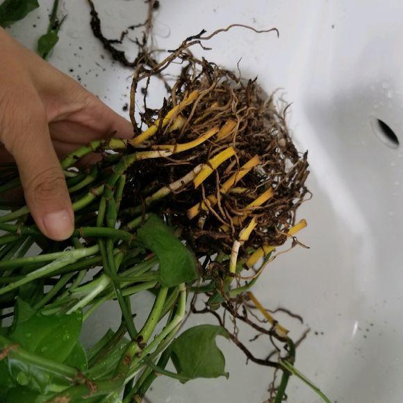 绿萝修剪是剪新枝条还是老枝条,绿萝的枝叶和根系可以修剪吗