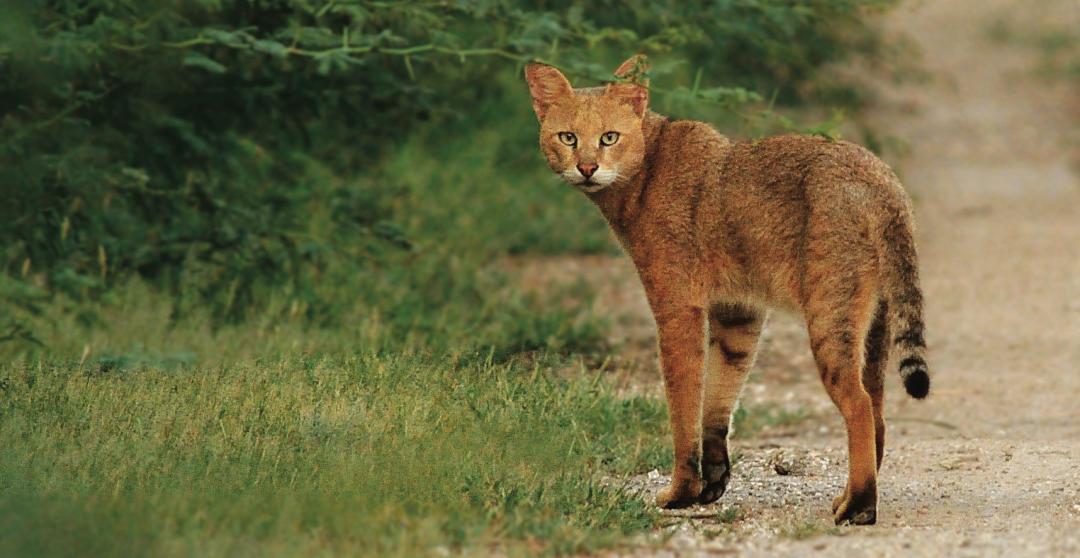 哪种猫最粘人最好养,哪种猫最温顺最粘人还比较便宜