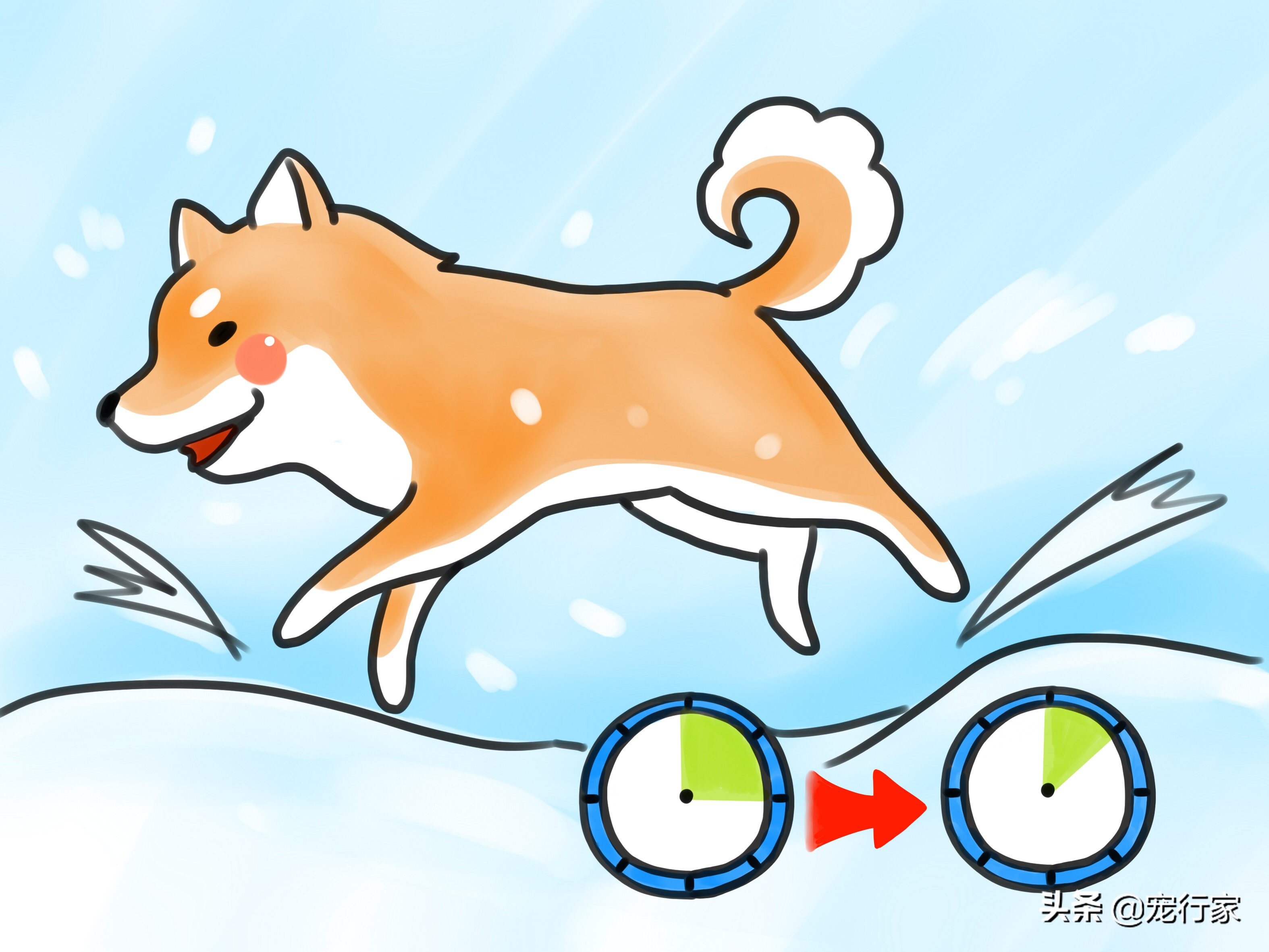 狗狗爪子受伤了流血了怎么办,狗狗爪子皮肉伤了用什么药