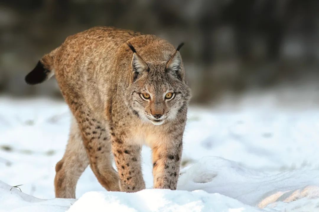 每年因捕捉野生动物而被起诉的人不在少数，主要狩猎对象竟然是青蛙、麻雀、黑水鸡、斑鸠等