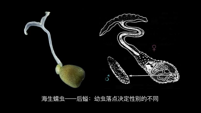 500万年后男性染色体会消失吗,未来男性会消失y染色体吗