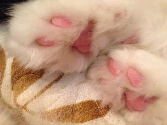 猫爪辨别猫的性格,猫咪爪垫分辨性格准确吗