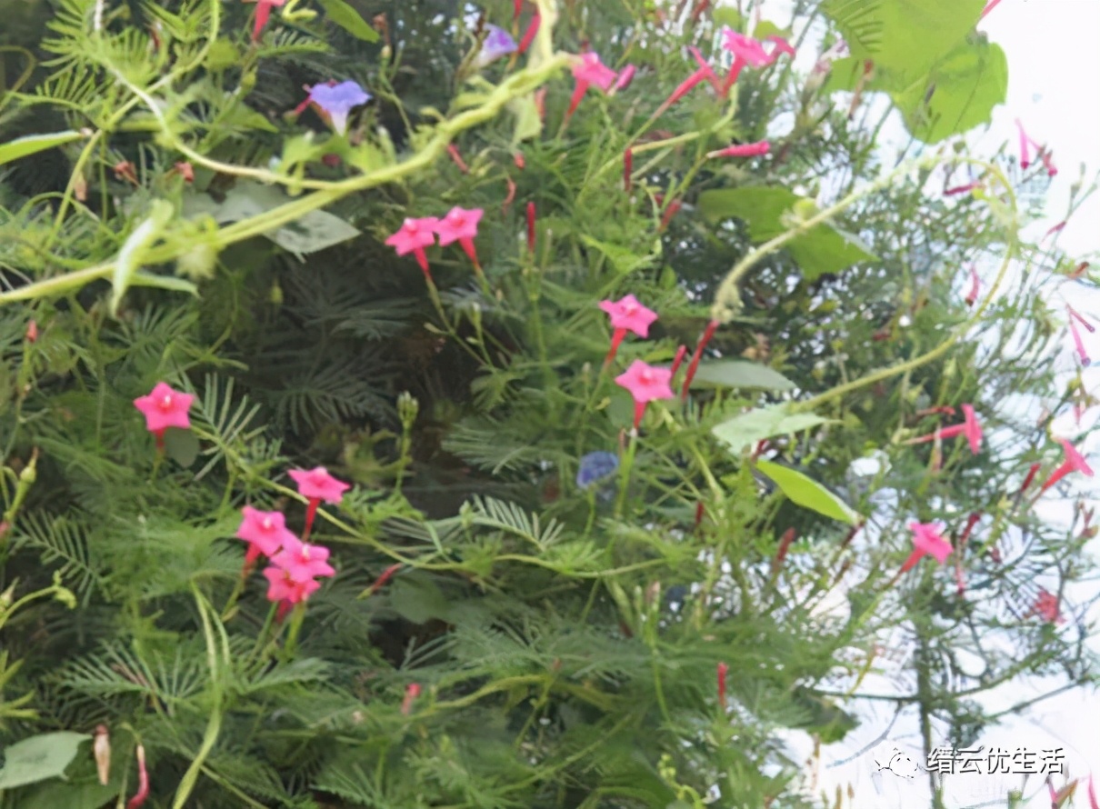 壶溪明珠——六百年官昌塘，历经沧桑变幻