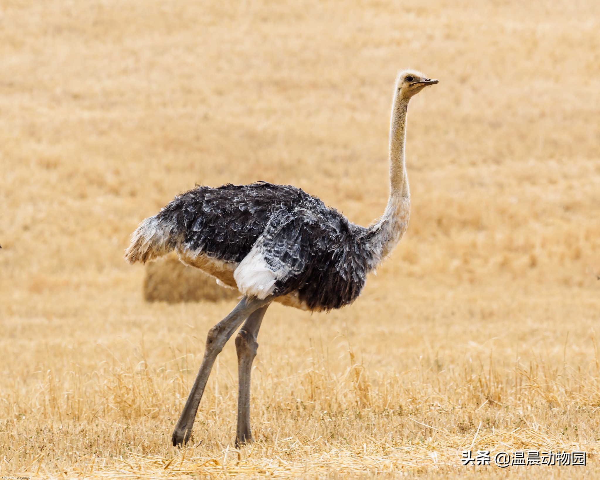 鸵鸟遇到危险会把头埋到沙子里吗,鸵鸟真的会将头埋在沙土里吗