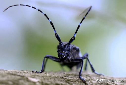 农村最常见的三种害虫,在农村有哪些害虫