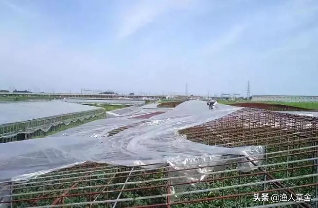 葡萄精细化管理,葡萄产业发展的问题及对策