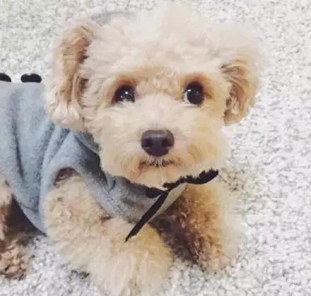 纯种泰迪犬特征,纯种泰迪犬的特征