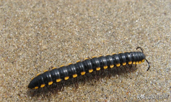 药用蜈蚣的养殖条件有哪些,蜈蚣用什么养