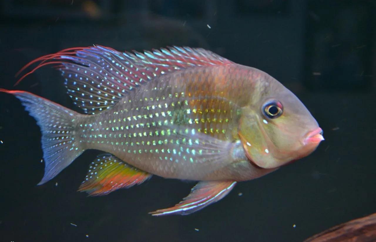 成品鱼缸上滤盒改造,制作一口鱼缸需要多少钱