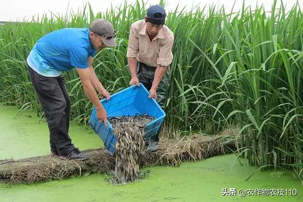 收泥鳅的小贩子一年挣多少钱,80后小伙的泥鳅致富梦年入400万元