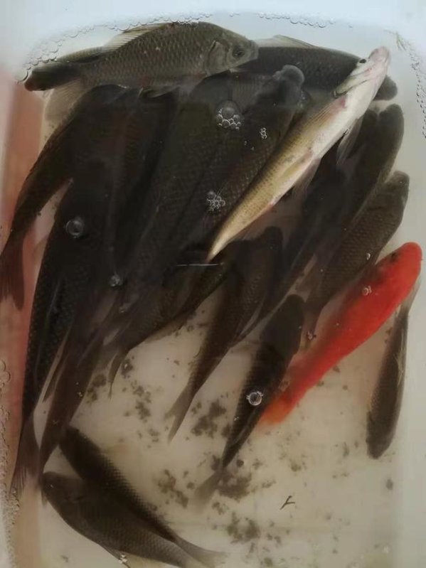 冬天钓鱼用什么小香精好,冬天钓鱼添加剂怎么加