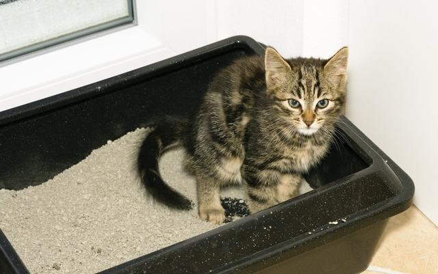 养猫的为什么觉得到处都是屎臭味,养猫为什么感觉家里都是猫尿味