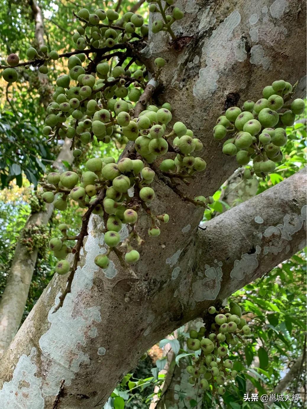 从南宁自驾到德天瀑布有山路吗,南宁自驾到德天瀑布路线哪条最好