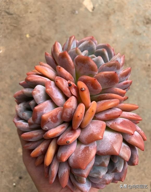 好看好养的植物推荐,最受欢迎的10大多肉品种