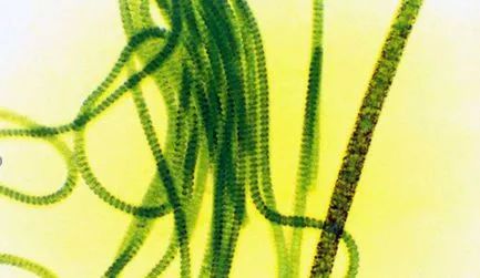 饮用水起青苔,饮用水里长青苔是水质好吗