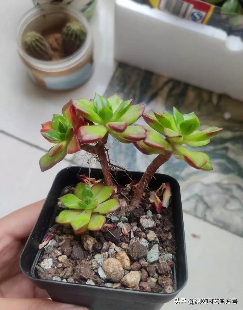 多肉唐印为什么夏天长气根,多肉蒂亚换盆之后出现气根和黄叶