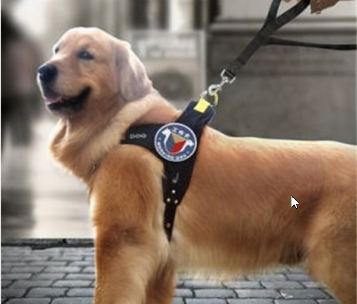 戈赞养柯基视频,戈赞