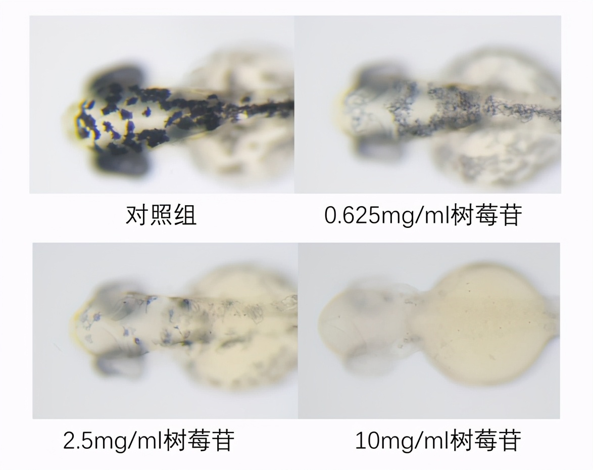 美白产品推荐成分,美白产品成分怎么选