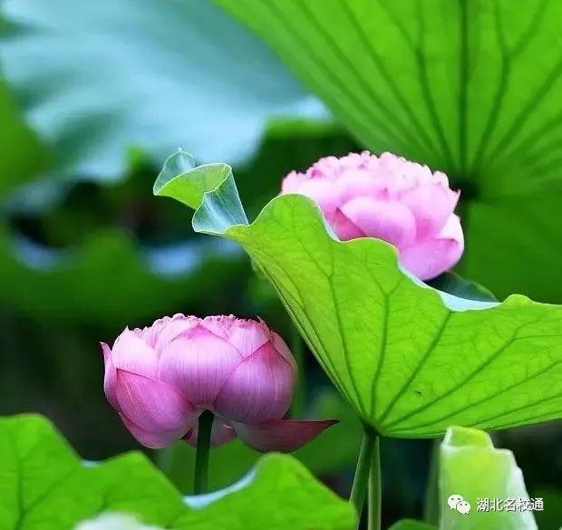 初中语文修改病句的方法三套讲解，35个练习，确保无忧