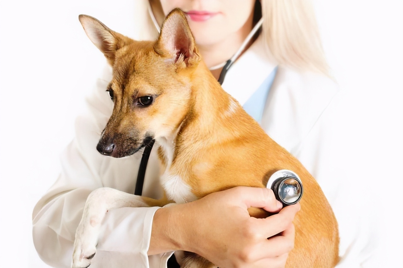 给狗狗驱虫最有效的方法,还在为宠物褪毛烦恼吗