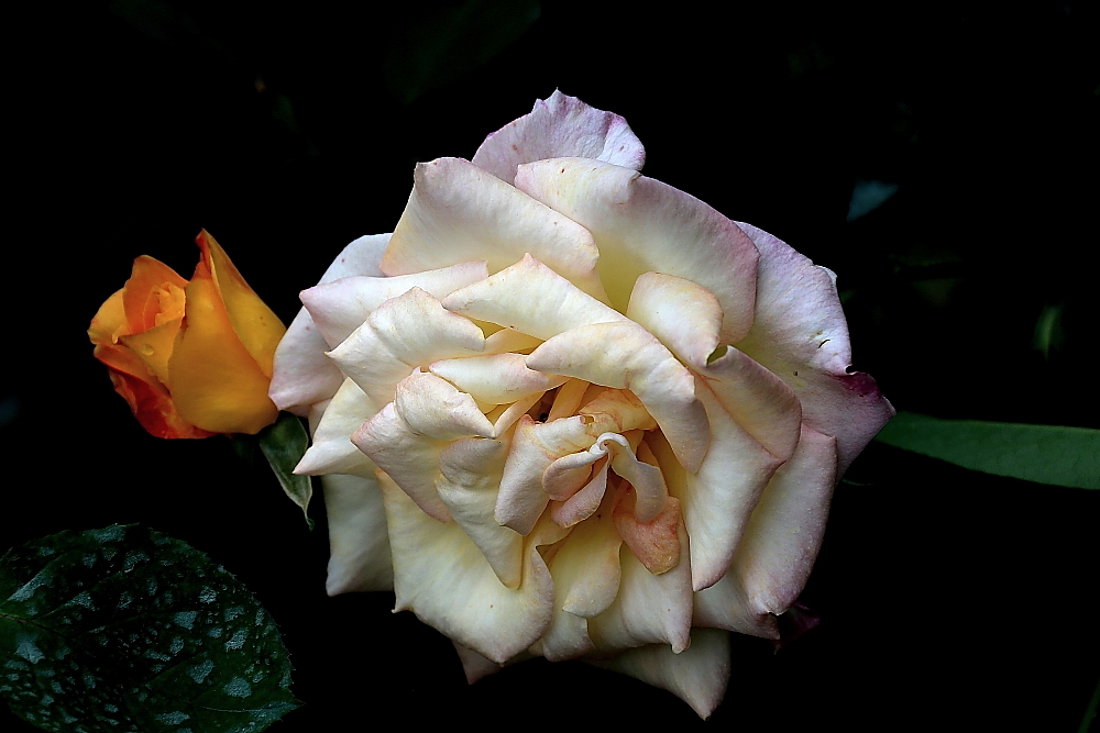 山楂树口琴吹奏g调,复音口琴演奏山楂花