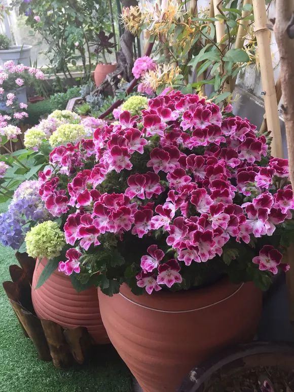 适合院里养十大最吉利树,家中宜种什么吉祥树