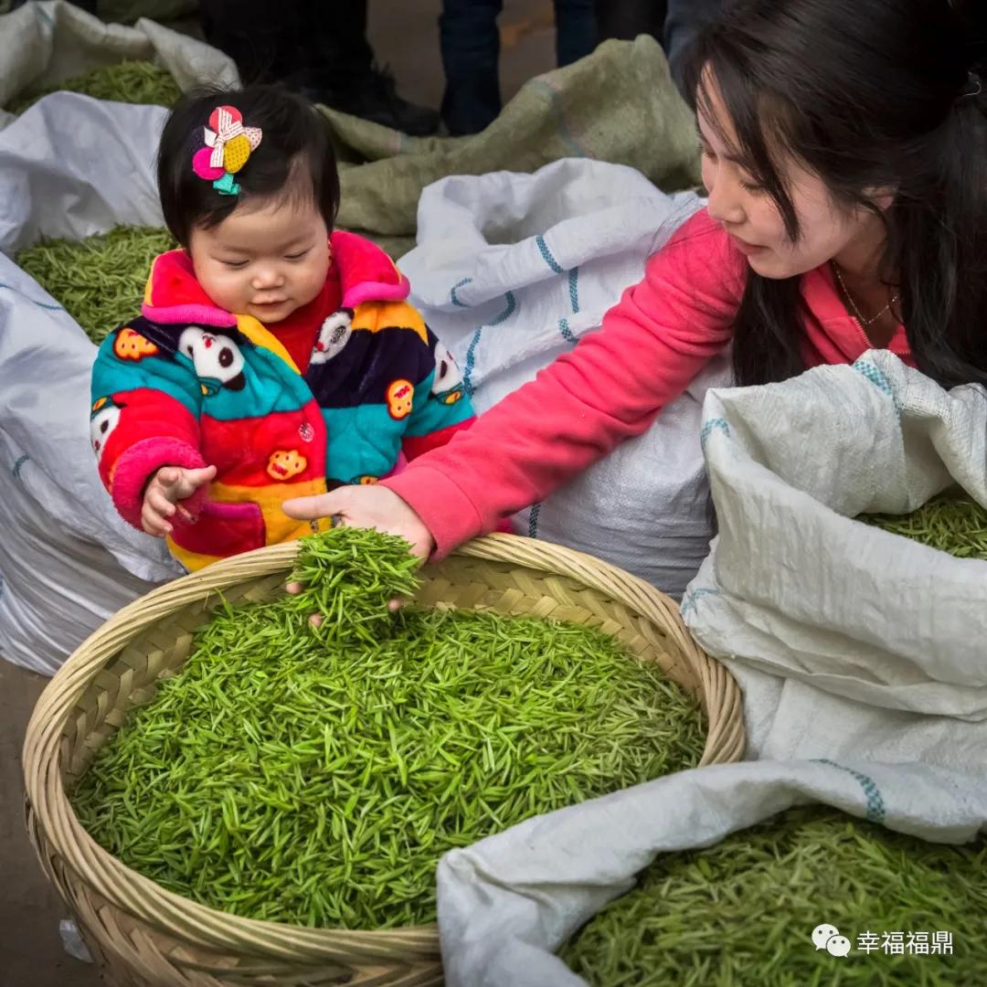 福鼎:茶林共生,这样的茶园真不错