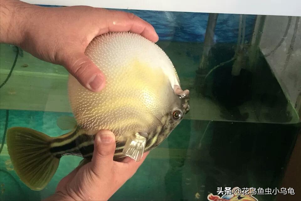 世界上最聪明的狗头鱼,斑马狗头鱼和罗汉鱼哪个互动性好