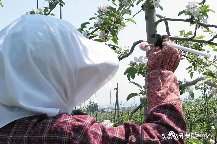 为什么日本苹果质量比中国的好,日本青森苹果种植