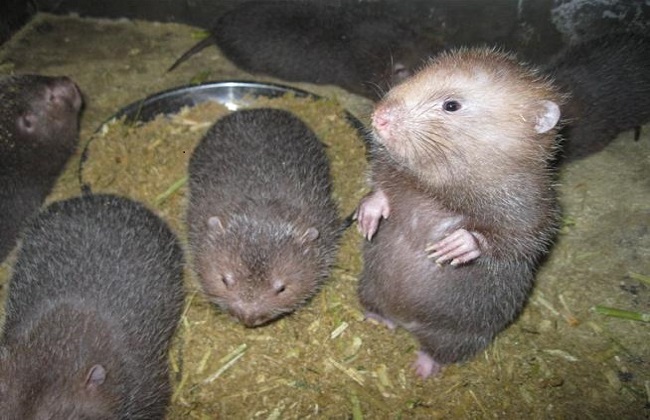 今年竹鼠养殖前景,现在竹鼠养殖前景如何