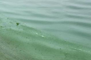 鱼塘油膜水怎么处理,养殖水体油膜多是什么原因造成的