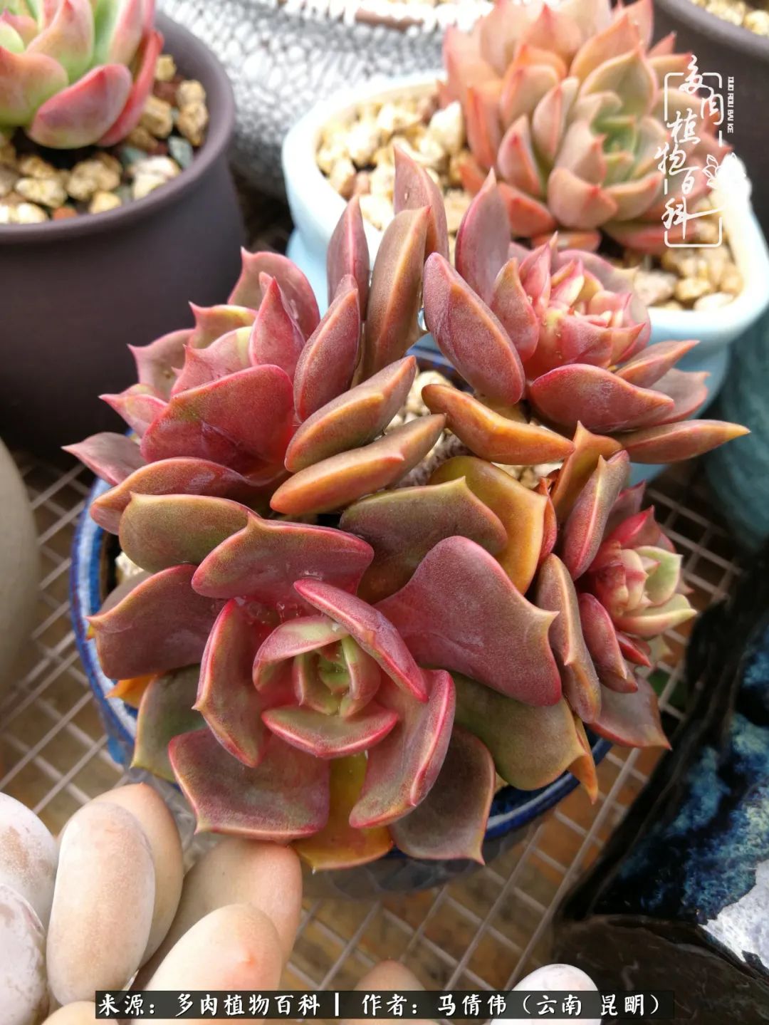 熬过了夏天的多肉,多肉熬过夏天惊艳整个秋天