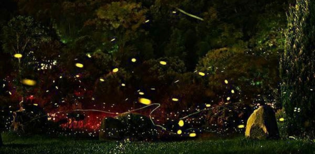 童年记忆里的小虫子,儿时的记忆夏天的风