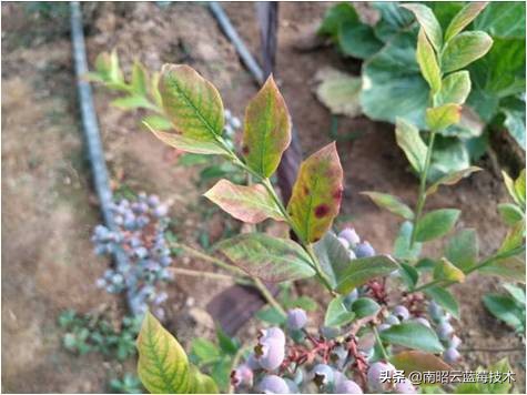 蓝莓叶片边缘焦枯是什么病害,蓝莓在高温下有哪些病害