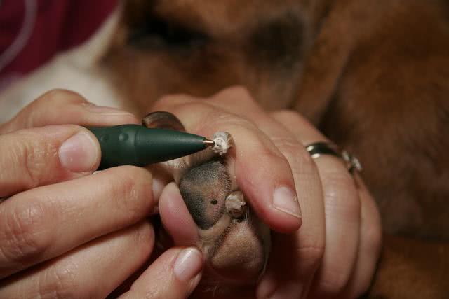 狗狗不配合剪指甲该怎么办,不小心剪到狗狗指甲血线怎么办