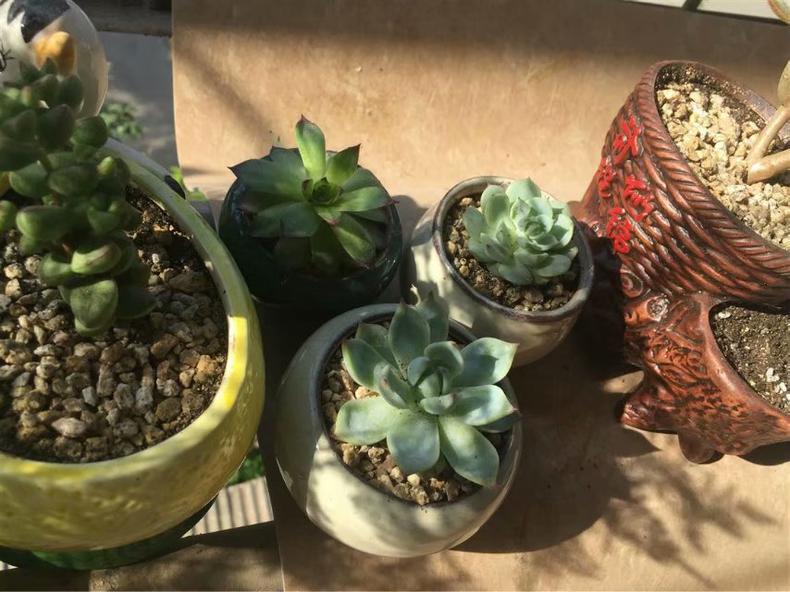 观音莲多肉怎么上盆好看,多肉观音莲叶片下弯