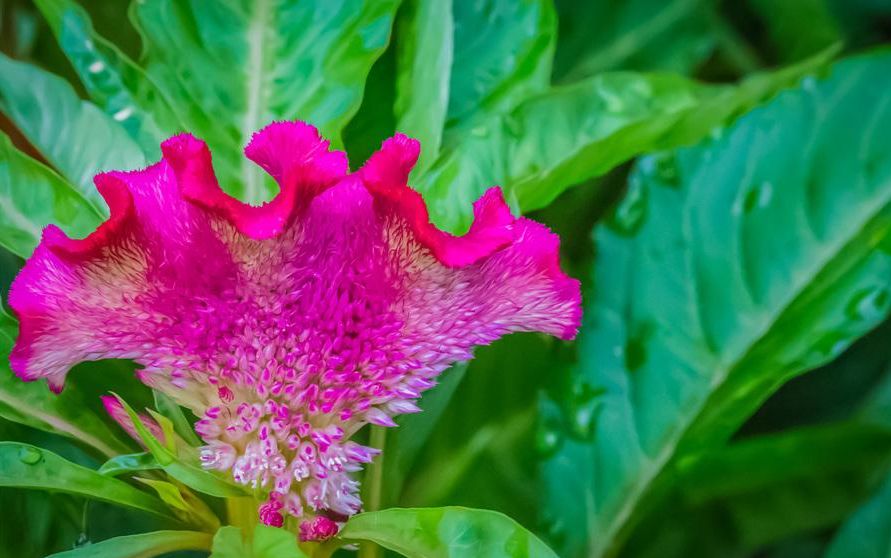 鸡冠花诗词赏析,鸡冠花的诗句及赏析