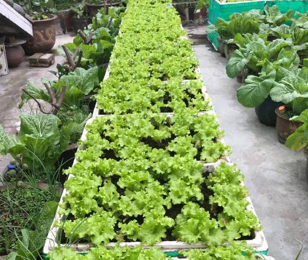 春天种菜怎么样施底肥,春季种菜用什么肥料合适