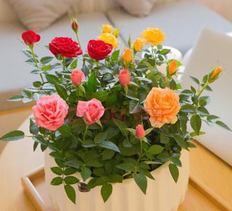 玫瑰花养不好?关键“换盆”要得当,记住小技巧,后期成活更好养