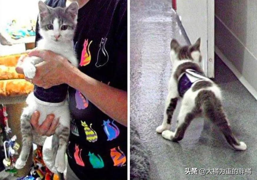 小猫小脑发育不完全,小猫小脑发育不全