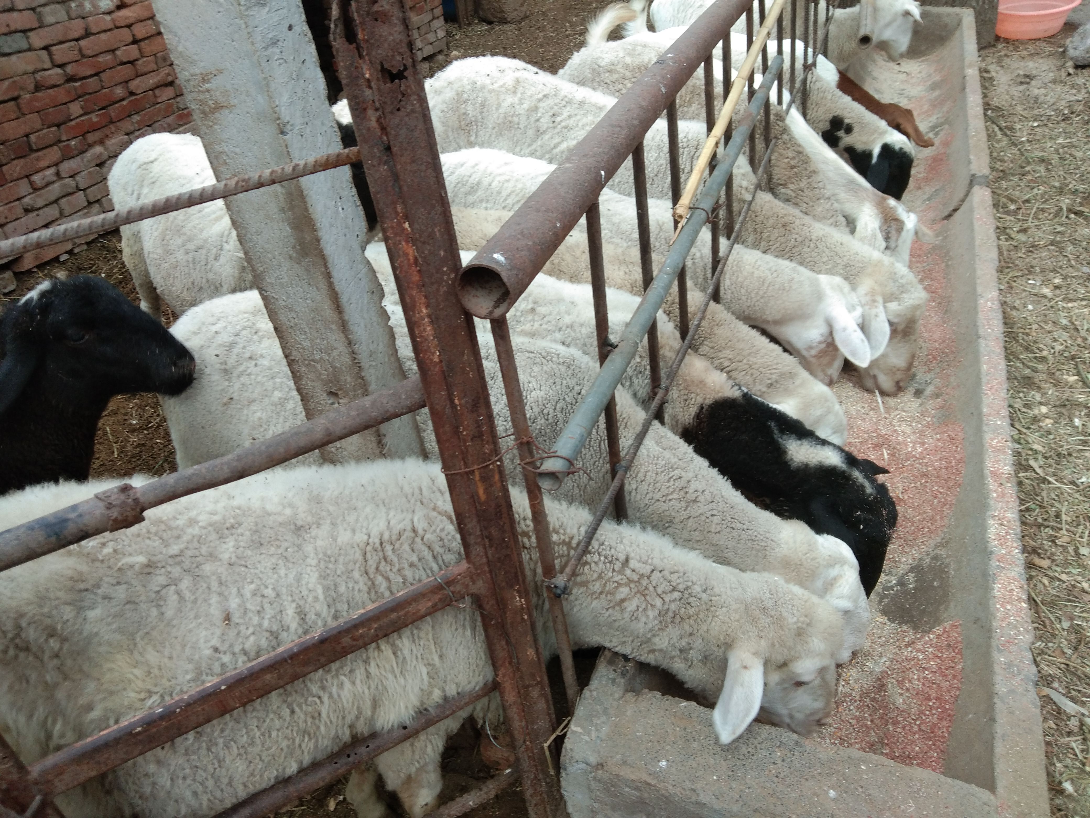 羊有布病的症状及治疗方法,羊粪怎么判断羊病