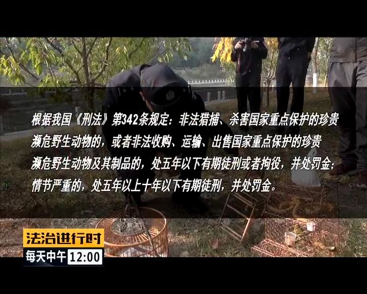 严厉打击非法捕猎候鸟,内蒙大兴安岭非法捕猎候鸟