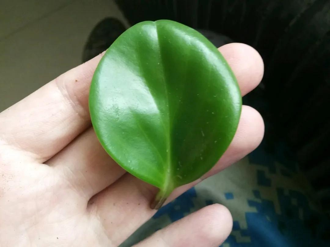 扦插花的养殖方法和技巧,养花扦插有妙招多肉