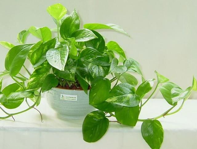 绿萝怎么养才能更旺盛叶子更翠绿,绿萝怎么养才能更旺盛不会有黄叶