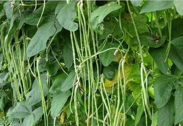 豆角只开花不结荚怎么管理,豆角叶子茂盛不爬蔓怎么回事