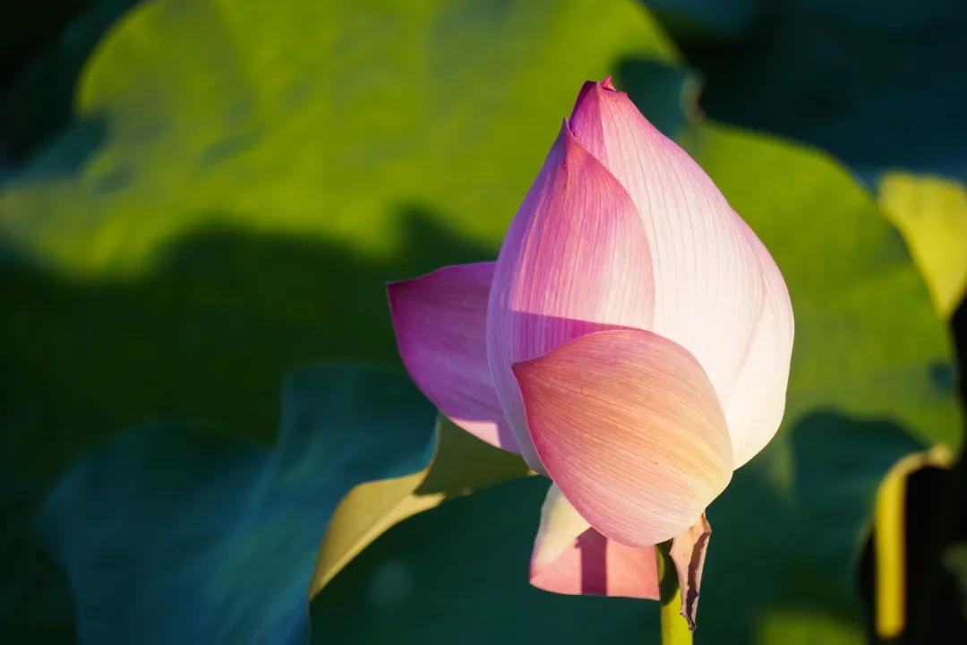 观福建农林大学的荷！赏尽一池清趣