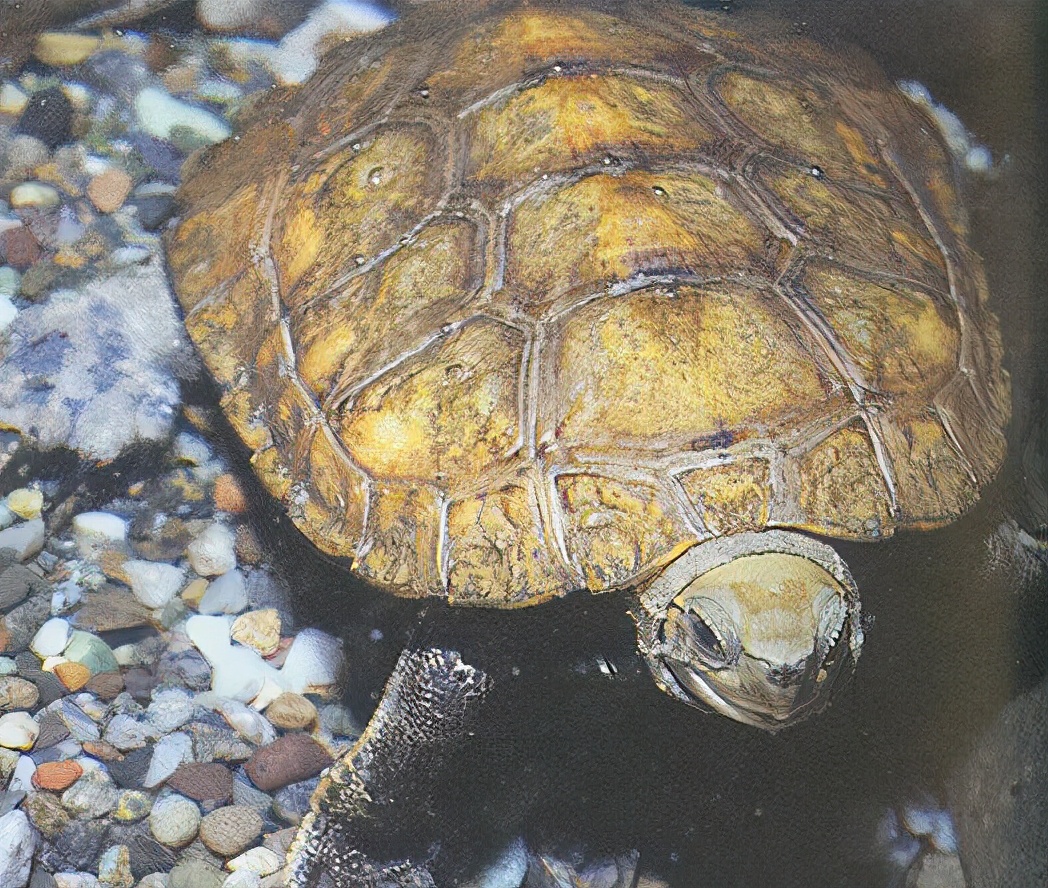 龟类大百科,大眼睛龟类