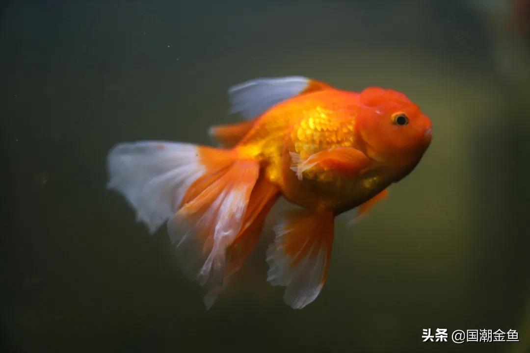 养龙鱼怎么才能节省电,养金鱼必备小知识