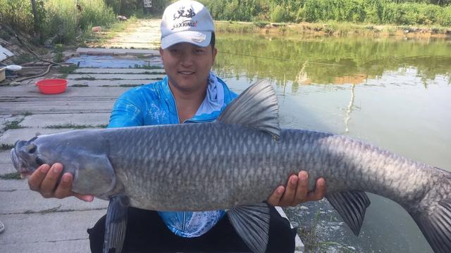 黑坑最好的解决办法,黑坑肥水塘钓鱼技巧